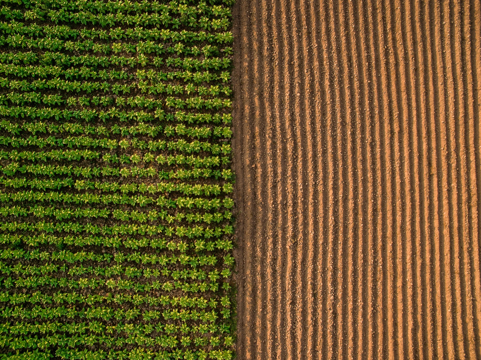 Aerial view of a farm field split between green crops and freshly plowed soil